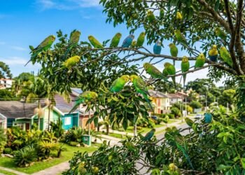 Se você vê periquitos voando perto de casa, seu bairro pode ter uma característica ambiental especial