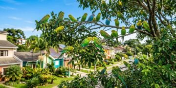 Se você vê periquitos voando perto de casa, seu bairro pode ter uma característica ambiental especial