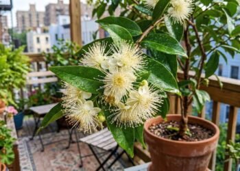 Essa planta tem um aroma melhor que perfumes importados e pode ser cultivada em casa