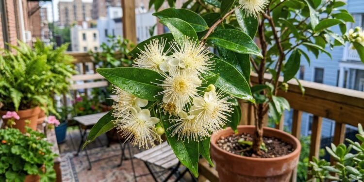 Essa planta tem um aroma melhor que perfumes importados e pode ser cultivada em casa
