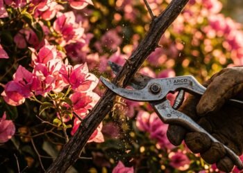 Quando e como podar árvores do jeito certo: o cuidado que define crescimento, floração e saúde do jardim