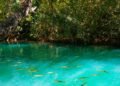 Onde a água some e os peixes parecem flutuar no ar: o vilarejo brasileiro com um dos 3 rios mais cristalinos do mundo