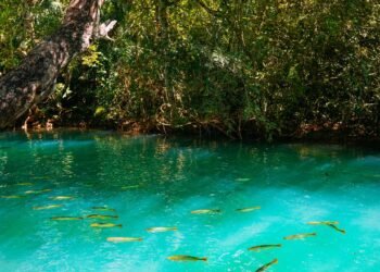 Onde a água some e os peixes parecem flutuar no ar: o vilarejo brasileiro com um dos 3 rios mais cristalinos do mundo