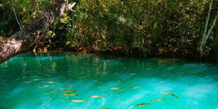Onde a água some e os peixes parecem flutuar no ar: o vilarejo brasileiro com um dos 3 rios mais cristalinos do mundo