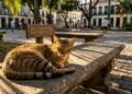 Um gato de rua nem sempre está abandonado: a nova lei protege colônias felinas e limita a retirada desses animais das ruas