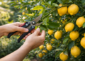 A poda do limoeiro em março é importante para a planta