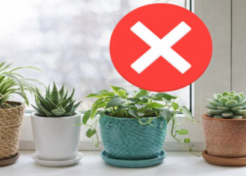 Essa tendência com plantas está mudando as varandas