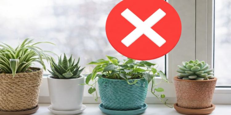 Essa tendência com plantas está mudando as varandas