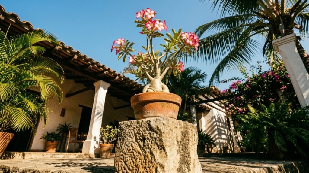 Com poucos ajustes sua rosa-do-deserto volta a florescer e ganha mais força com um cuidado simples que muita gente ignora