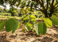 A árvore brasileira que combate a retenção de líquidos e o inchaço nas pernas