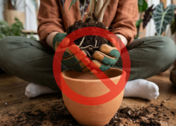 Escorredor de macarrão vira vaso e conquista casas