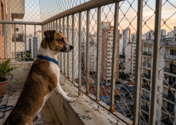 Uma nova lei está mudando a forma de cuidar de cães e gatos