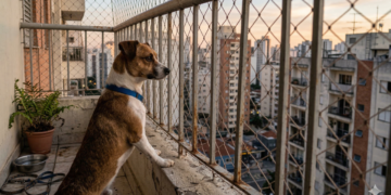 Uma nova lei está mudando a forma de cuidar de cães e gatos