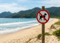 Cães nas praias de Florianópolis agora têm regras