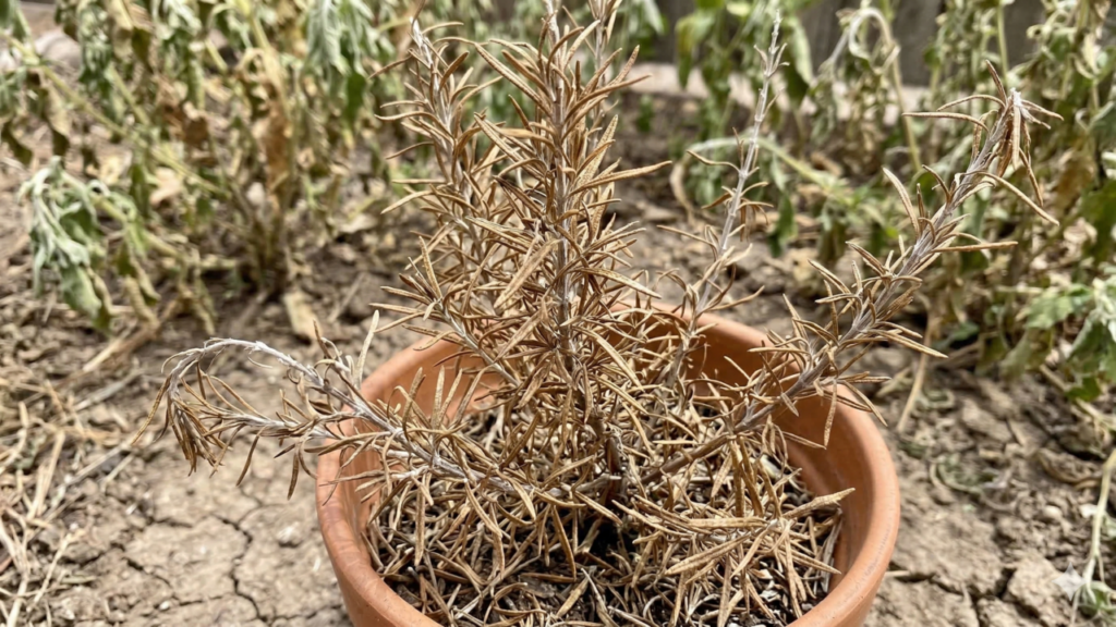 O motivo real do alecrim marrom que poucos conhecem