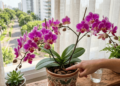 As 3 regras de ouro para manter a floração da sua orquídea por muito tempo em casa