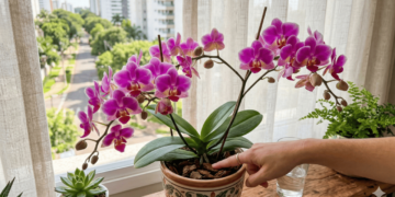 As 3 regras de ouro para manter a floração da sua orquídea por muito tempo em casa