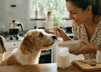Nem chocolate, nem açúcar, saiba qual é o único tipo de iogurte que seu cão pode comer sem risco