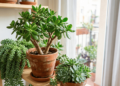 A suculenta que cresce rápido e transforma qualquer cantinho da casa em um mini-jardim