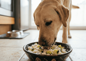 Seu cachorro está com diarreia? Saiba por que o arroz com abobrinha é um excelente aliado
