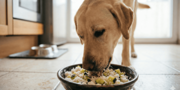 Seu cachorro está com diarreia? Saiba por que o arroz com abobrinha é um excelente aliado