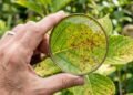 Como detectar doenças em plantas apenas observando as folhas e o que fazer para salvá-las