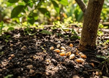 Enterrar sementes de laranja na terra do limoeiro: por que alguns jardineiros recomendam isso
