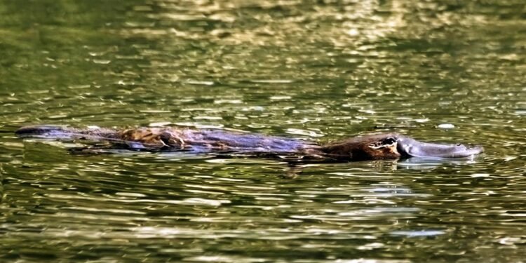 O ornitorrinco faz parte dos mamíferos monotremados, um grupo bem pequeno - Créditos: depositphotos.com / Jaykayl