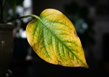 Esse erro comum deixa as folhas amareladas e você pode resolver em poucos minutos com um cuidado simples