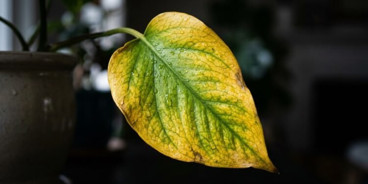 Esse erro comum deixa as folhas amareladas e você pode resolver em poucos minutos com um cuidado simples