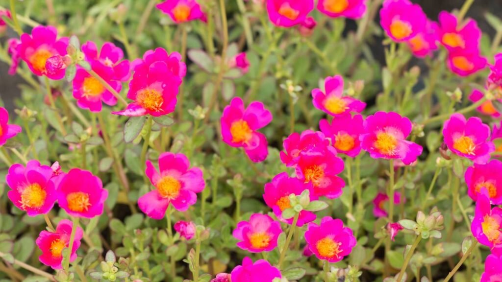 plantas para clima quente