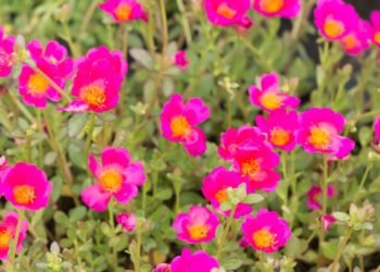 A planta que sobrevive ao sol forte e cria um tapete de flores coloridas no seu jardim com quase zero esforço