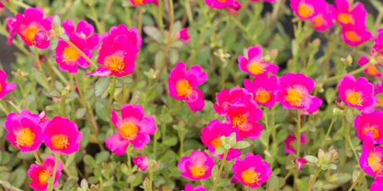 A onze-horas, ou Portulaca grandiflora, é uma suculenta de pequeno porte muito comum nos jardins brasileiros. - Créditos: depositphotos.com / sarayuth3390@gmail.com