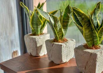 Espada-de-São-Jorge: a planta que ajuda a filtrar o ar e criar ambiente aconchegante