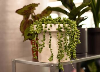 Essa planta é tendência absoluta para quem busca natureza e praticidade dentro de casa