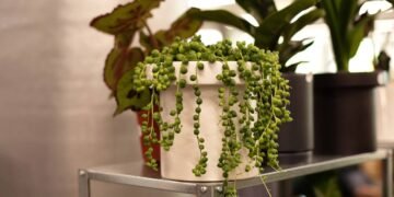 Essa planta é tendência absoluta para quem busca natureza e praticidade dentro de casa