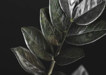 Plantas negras estão virando tendência no paisagismo e transformando jardins com contraste e elegância