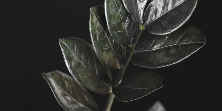 A principal vantagem das plantas de folhagem escura é a capacidade de criar profundidade visual e aquele efeito de “moldura” - Créditos: depositphotos.com / AnSyvan