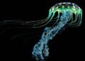 Vida eterna no oceano? Entenda como funciona a imortalidade biológica da minúscula medusa marinha