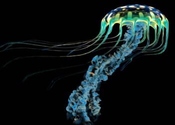 Vida eterna no oceano? Entenda como funciona a imortalidade biológica da minúscula medusa marinha