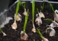 Você nunca mais vai comprar alho depois de aprender este método de cultivo em apartamento
