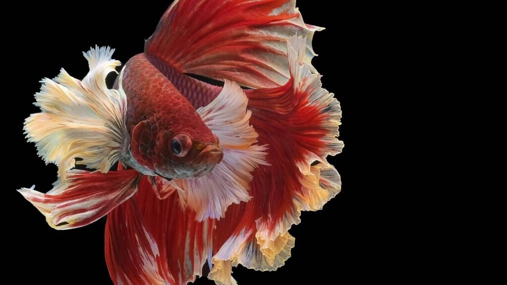 peixes ornamentais