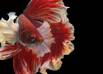 O peixe sente sede? A resposta curiosa sobre como esses animais bebem água