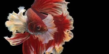 peixes ornamentais