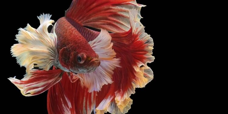 Já no mar acontece o oposto: a água ao redor é mais salgada do que o corpo do peixe - Créditos: depositphotos.com / Shuter9Aum