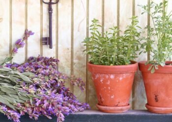 As misturas de terra que fazem a arruda crescer rápido e ficar com aquele verde intenso