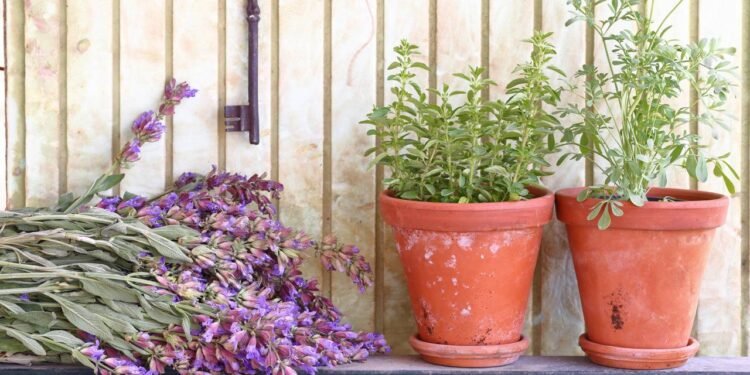 O substrato ideal é leve, bem drenado e levemente arenoso, para que a água passe, mas não fique acumulada por muito tempo no vaso. - Créditos: depositphotos.com / viperagp