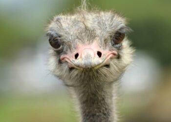 O fato bizarro por trás dos olhos gigantes do avestruz que você nem imagina