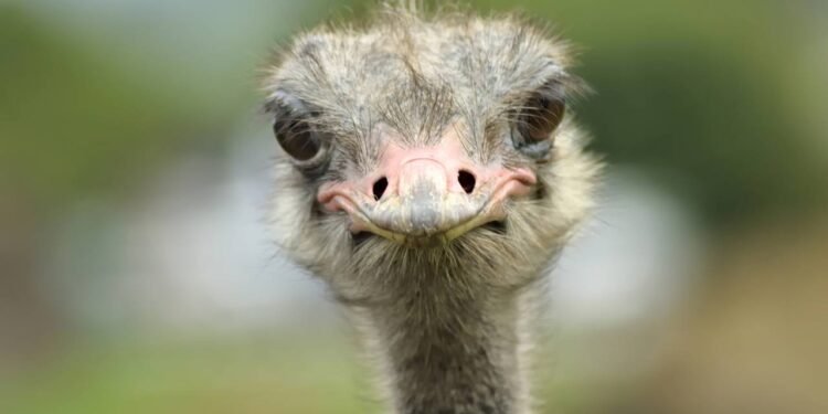 A expressão olhos de avestruz chama atenção porque sugere algo quase desproporcional em relação ao cérebro da ave - Créditos: depositphotos.com / ergfoto
