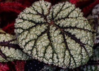 Essas plantas exóticas parecem criadas por inteligência artificial mas são totalmente naturais